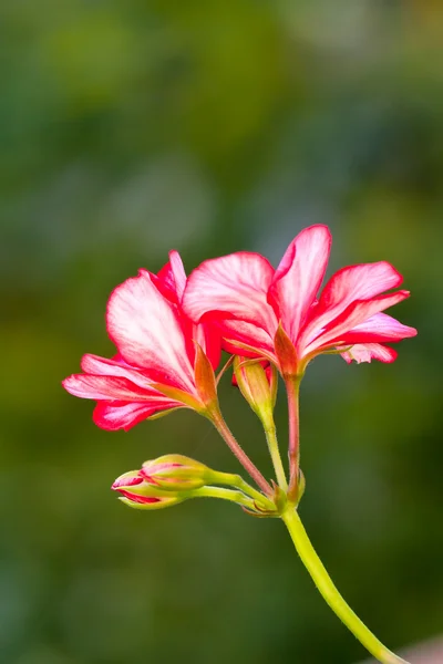 Geranium flower — Stock Photo, Image