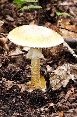 The death cap mushroom is very dangerous clipart