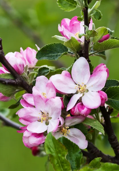 stock image Flowers