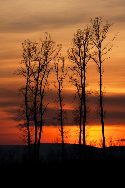 Schöner Sonnenuntergang Hinter Einem Büschel Bäume — Stockfoto