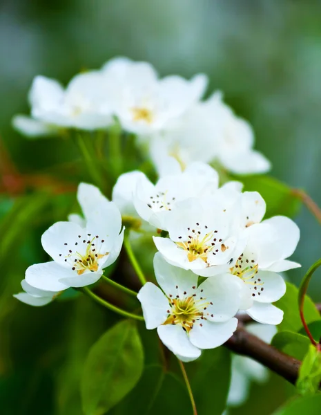 stock image Flowers