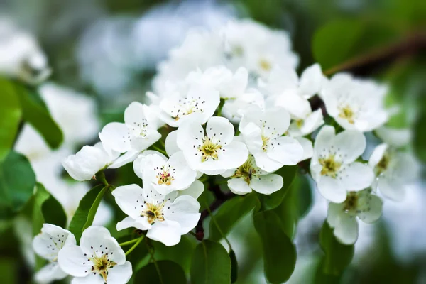 stock image Beautiful white flowers in close up