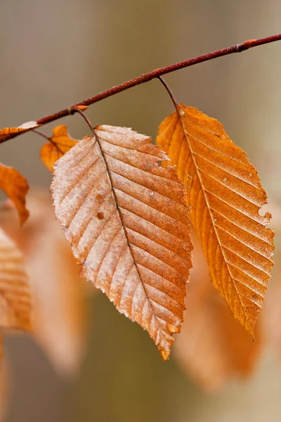 漂亮的棕色秋天的树叶 — 图库照片