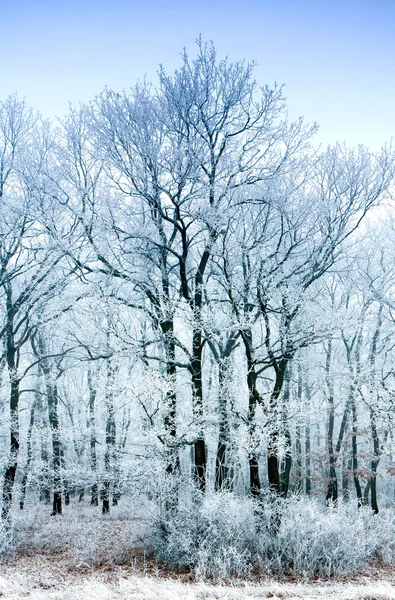 Donmuş orman — Stok fotoğraf