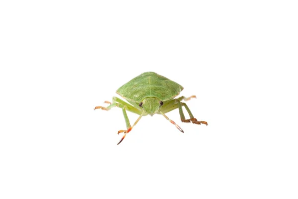 Groene bug geïsoleerd — Stockfoto