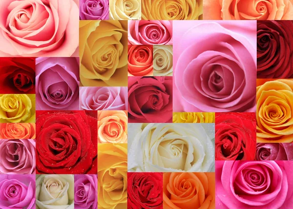 Collage Made Imacro Images Roses — Stock Photo, Image
