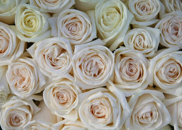 Roses roses et blanches douces — Photo