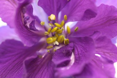 Delphinium larkspur yakın çekim