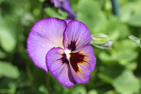 Paarse zomer viooltje — Stockfoto