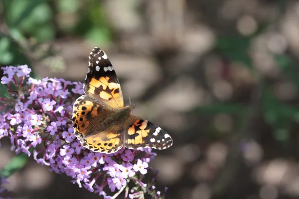 Senhora pintada (Vanessa cardui) borboleta no verão lilás — Fotografia de Stock