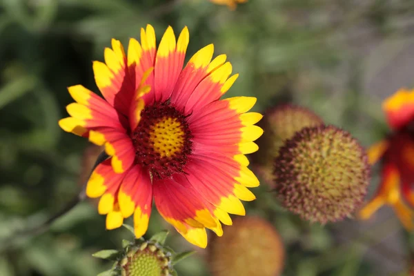 stock image Red yellow daisy