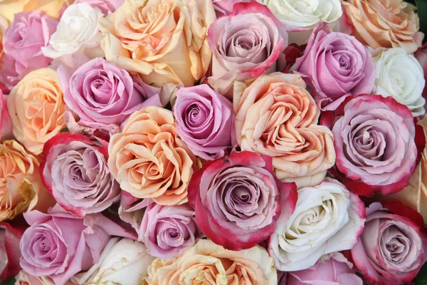 Фіолетова та помаранчева троянди композиція — стокове фото