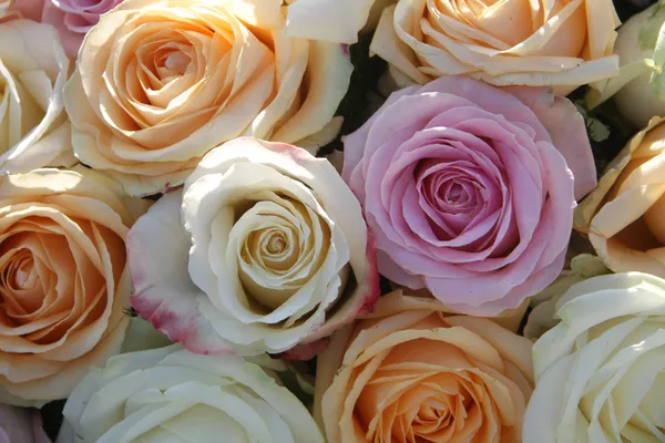 Пастельные розы — стоковое фото