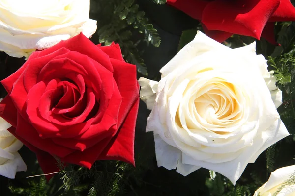 Червоно-біла троянда на сонячному світлі — стокове фото