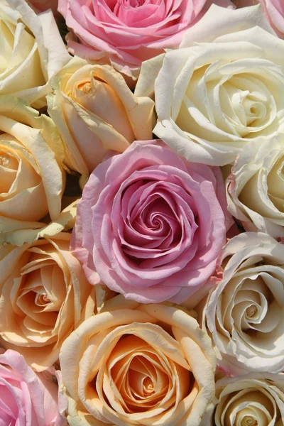 Měkké barevné růže uspořádání — Stock fotografie
