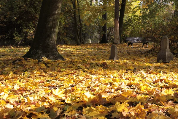 Багато Листя Міського Парку Восени — стокове фото