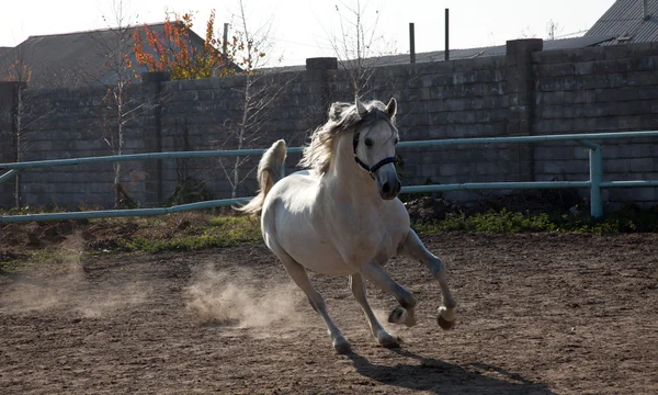 Den vita hästen — Stockfoto