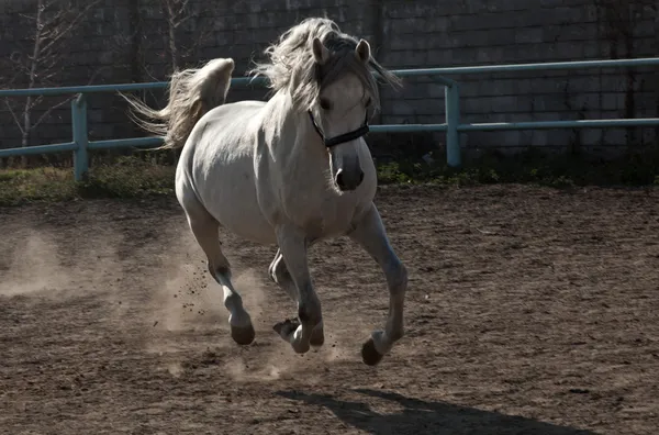 O cavalo branco — Fotografia de Stock