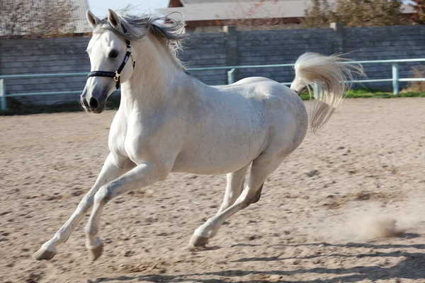 Das weiße Pferd — Stockfoto