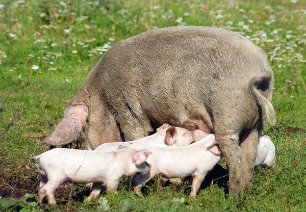 stock image Pig feed young pigs