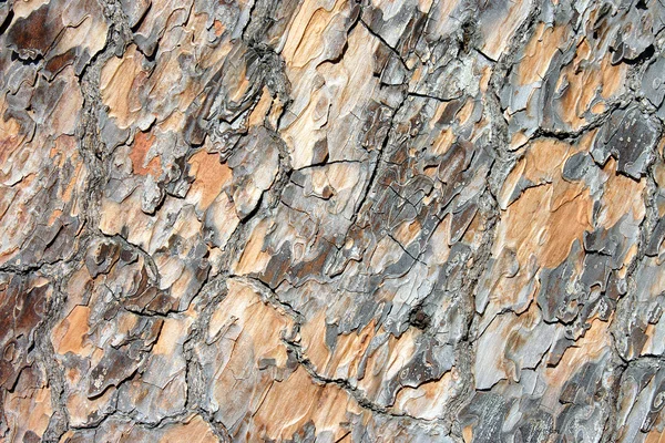 stock image Bark Italian pine, stone-pine