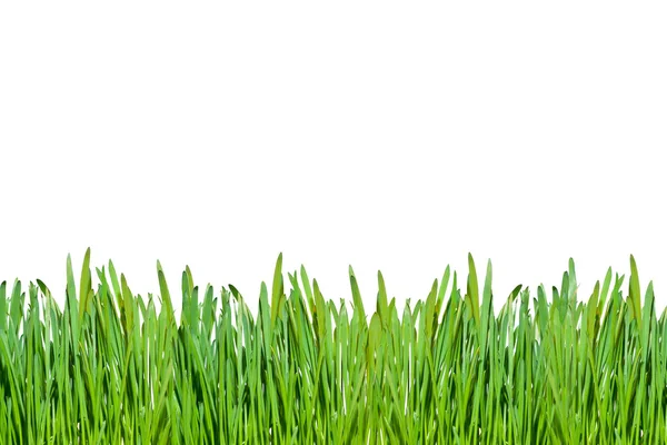 stock image Green grass on white background