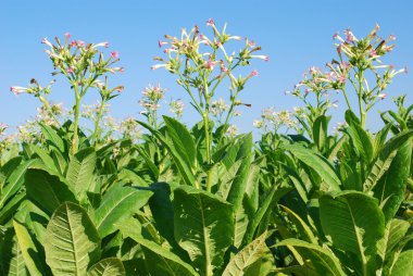 Tobacco plant clipart