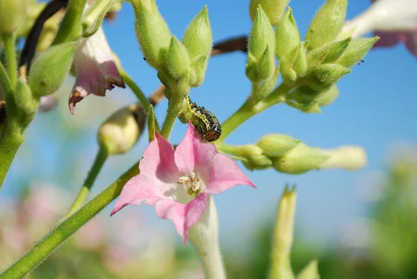 Caterpillar eten tabak bloem — Stockfoto
