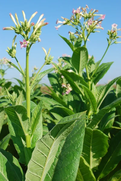 Tabákové rostliny s květinou — Stock fotografie