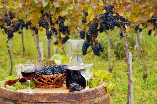 Vignoble et vin rouge — Photo