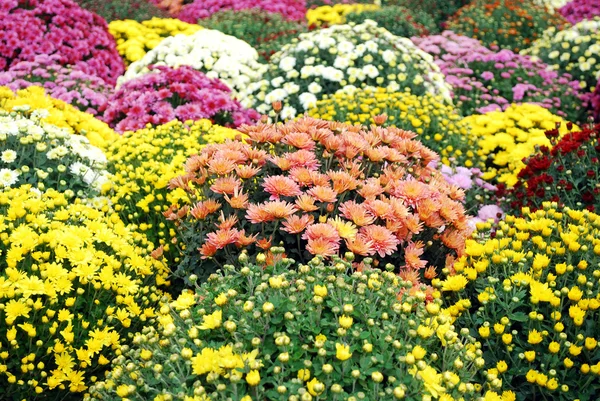 Flor de outono colorido — Fotografia de Stock