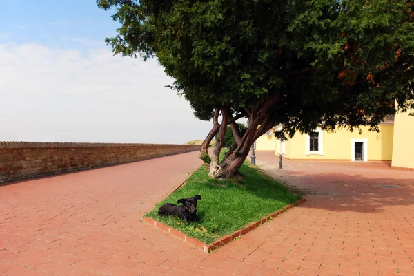 Small black dog lying under a tree — Stock Photo, Image