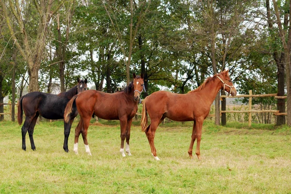 Tres caballos jóvenes — Foto de Stock