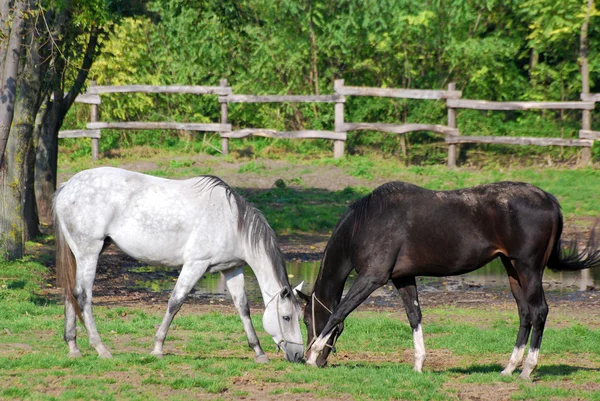 Svarta och vita hästen i Hagen — Stockfoto