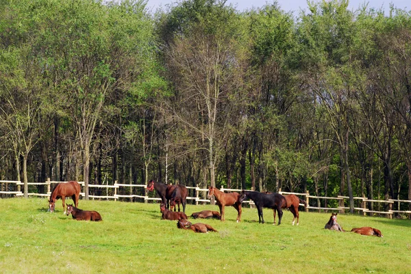 Herd of horses in coral — Stock Photo, Image