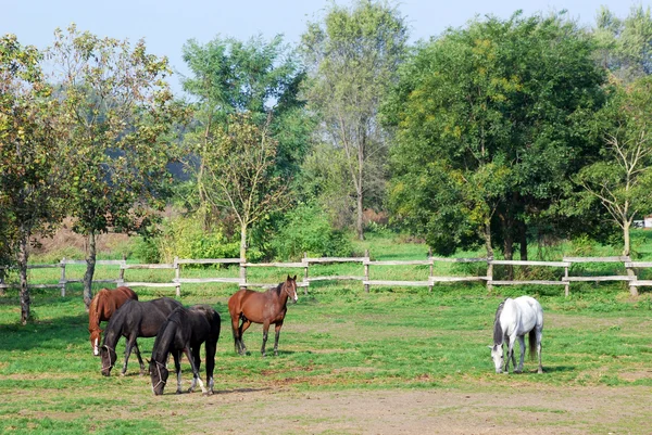 Farma koní — Stock fotografie