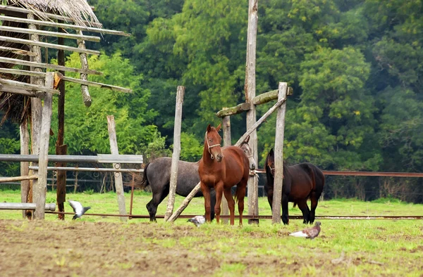 Tre hästar i Hagen — Stockfoto