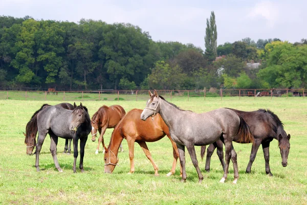 Kudde van paarden in grasland — Stockfoto