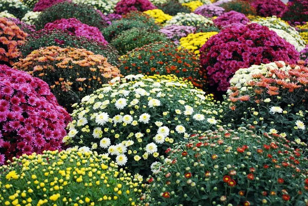 Bunte Chrysanthemenblume — Stockfoto