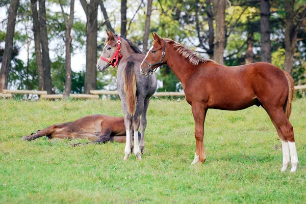 Två unga hästar på bete — Stockfoto