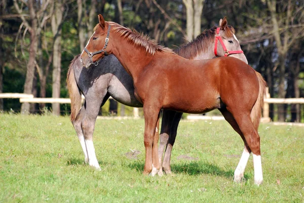 Två unga hästar — Stockfoto