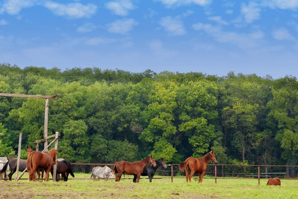 Farm scene with horses — Stock Photo, Image