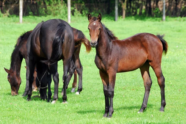 Hästen brun föl på bete — Stockfoto