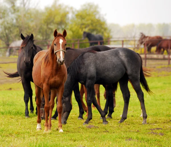 牧草地の馬の群れ — ストック写真