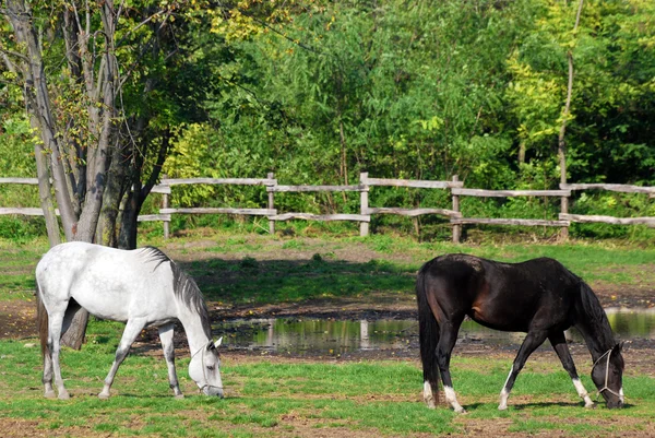 Φάρμα Λευκό Και Μαύρο Άλογο — Φωτογραφία Αρχείου