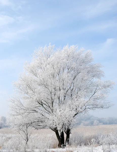 Winter frozen tree Royalty Free Stock Images