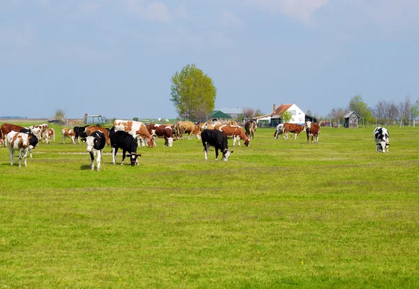 Petite ferme avec vaches en pâturage — Photo