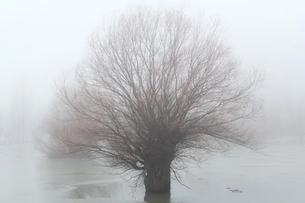 Mist over old tree and frozen river — Stockfoto