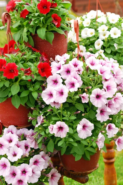 Tavaszi Virág — Stock Fotó