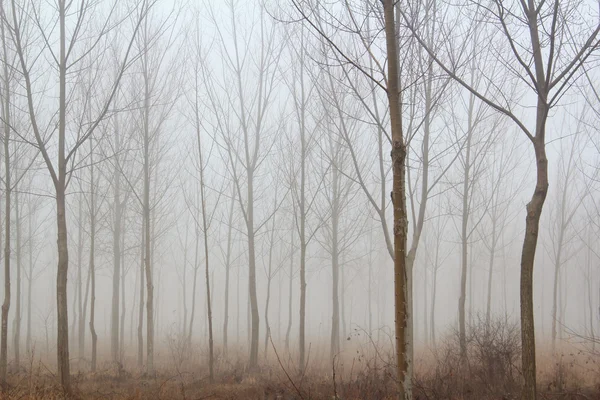 冬季森林雾 — 图库照片